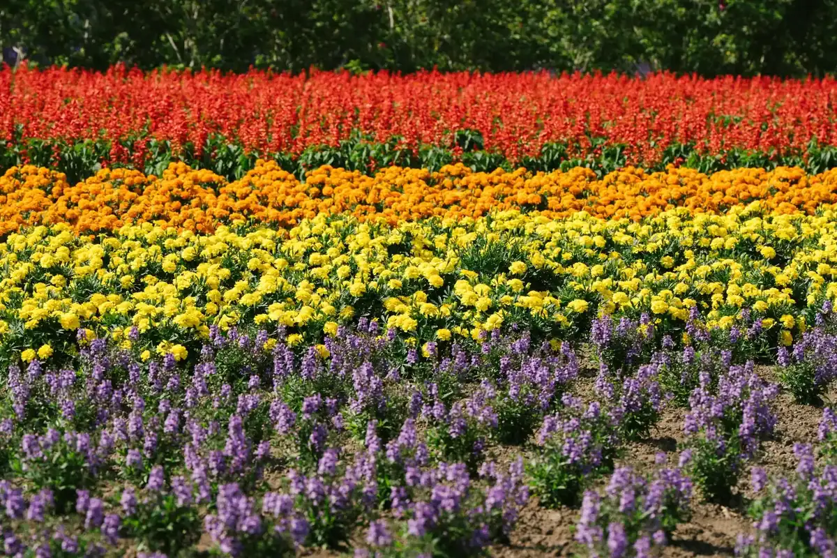 Landscaping planting